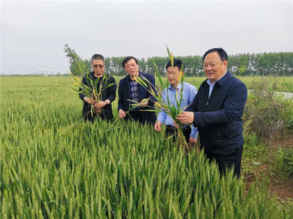 淮南市農(nóng)業(yè)農(nóng)村局李艷景局長(zhǎng)調(diào)研小麥病蟲(chóng)害防治工作
