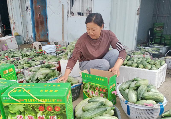 淮南市潘集區依托酥瓜產業實現鄉村振興
