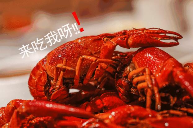 重磅通知，有“鉗”任性！千斤龍蝦空降淮南免費吃，精釀啤酒免費喝啦，速來參與