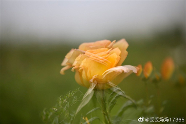 【圖說淮南】——只道花無十日紅，此花無日不春風(fēng)
