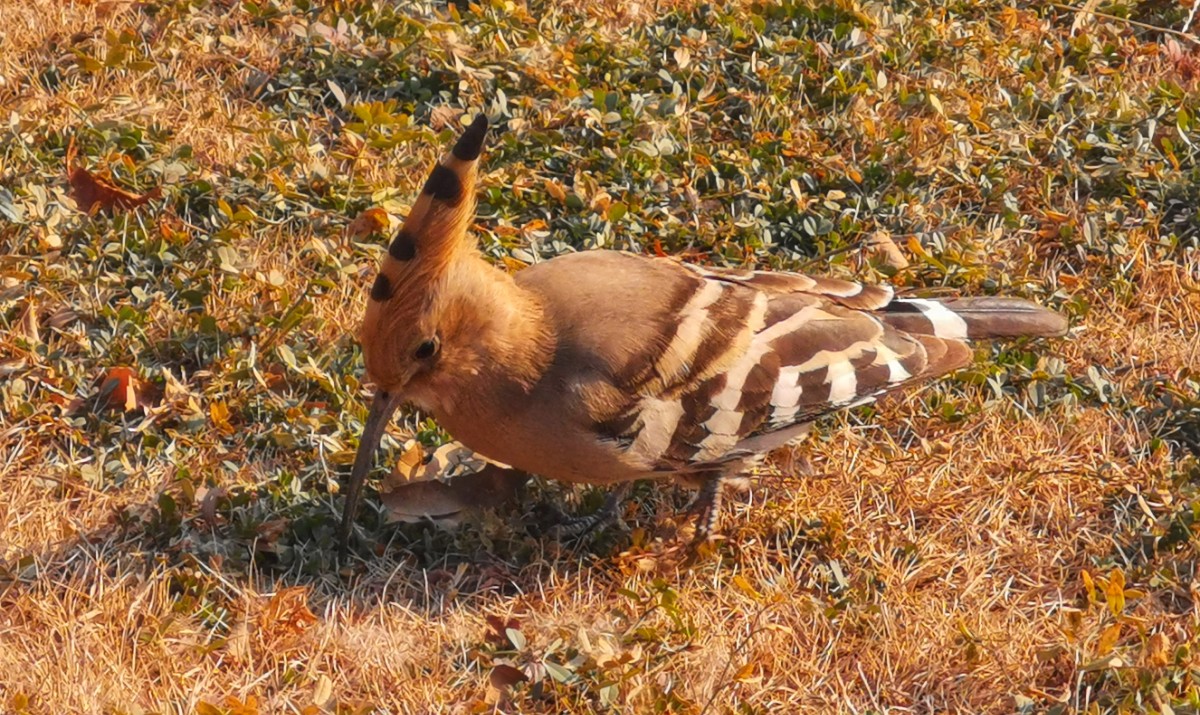 圖說淮南——“戴勝鳥”現身大通濕地公園